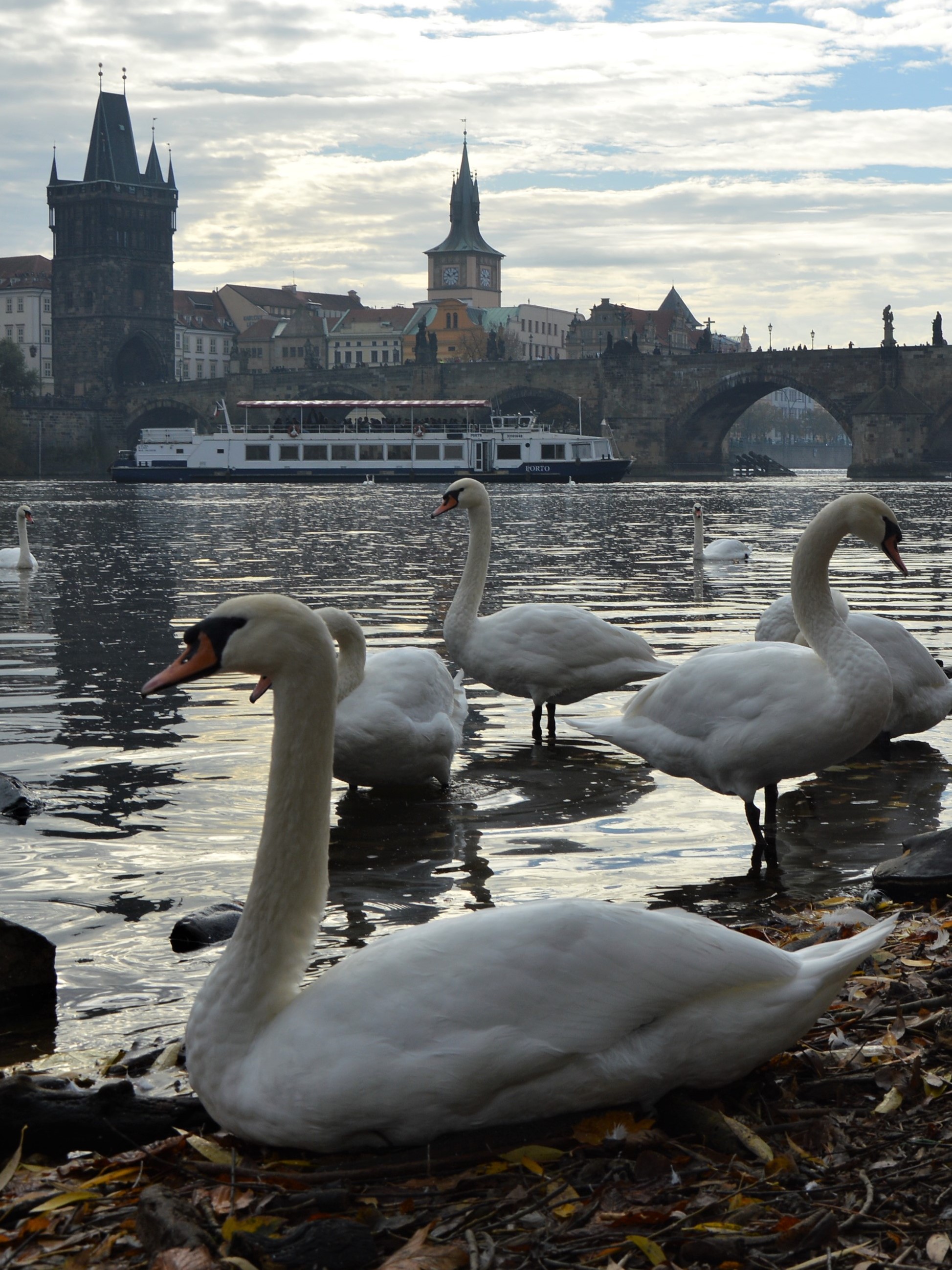 Prague swan
