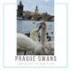 The best spot to make a picture of swans in Prague
