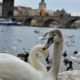 Prague-swans