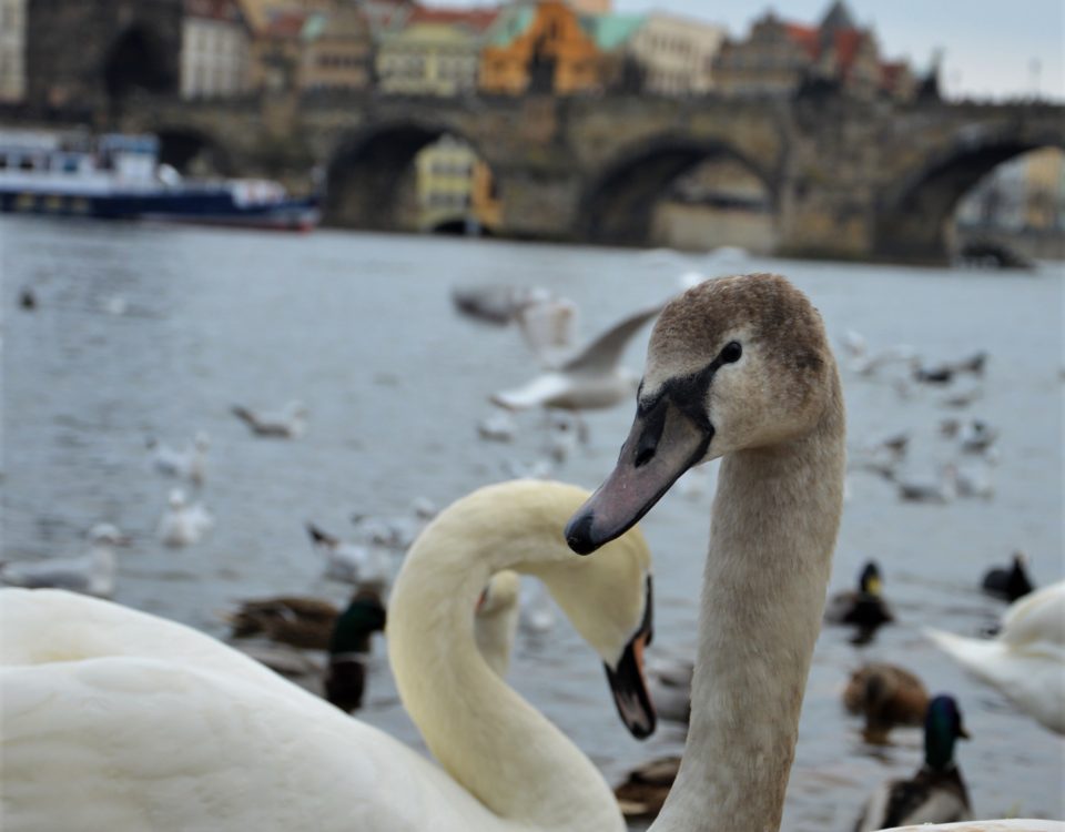 Prague-swans