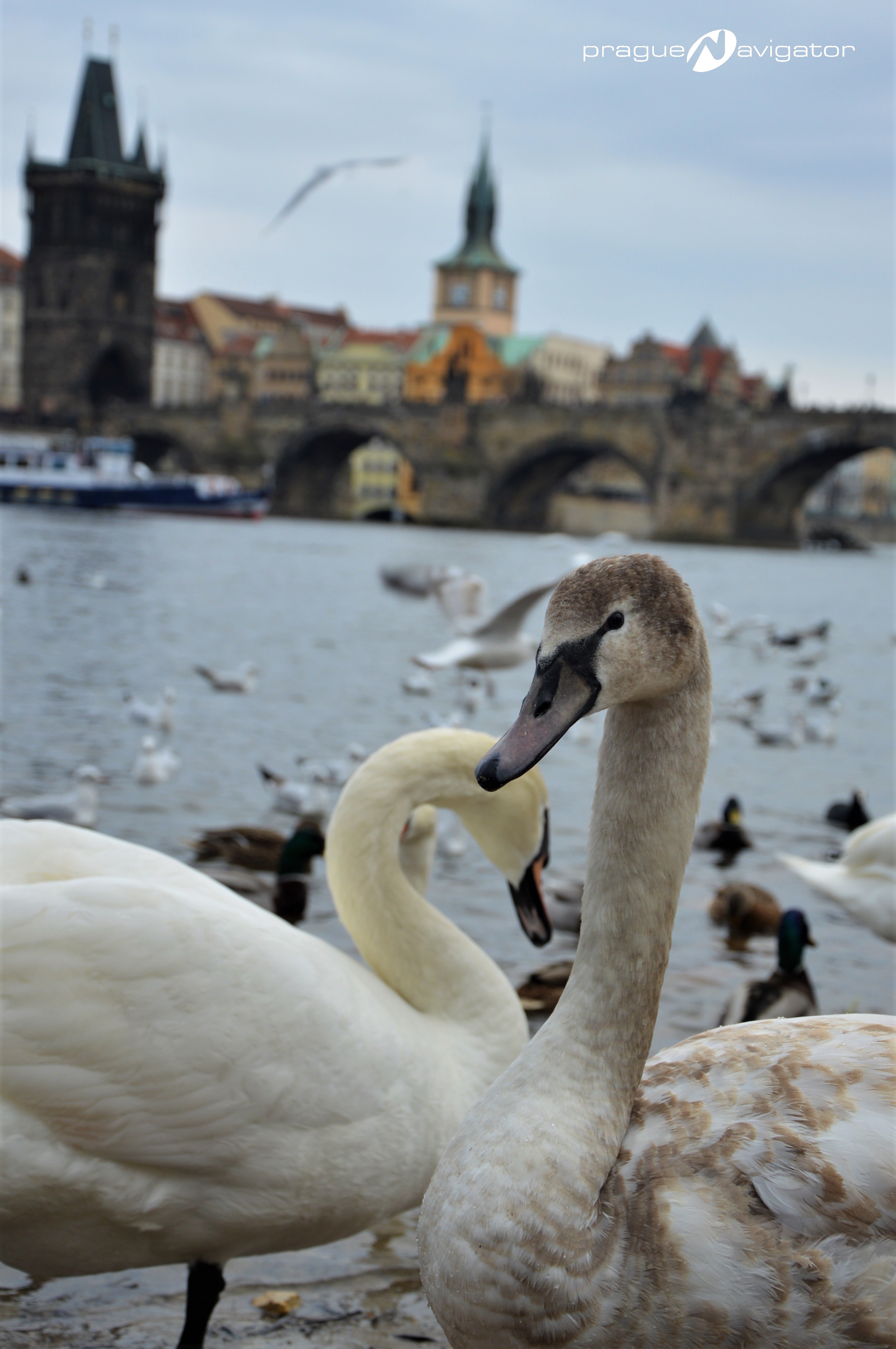 Prague-swans