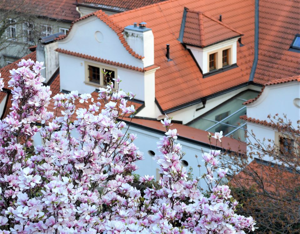 Prague in spring, with blossoming trees