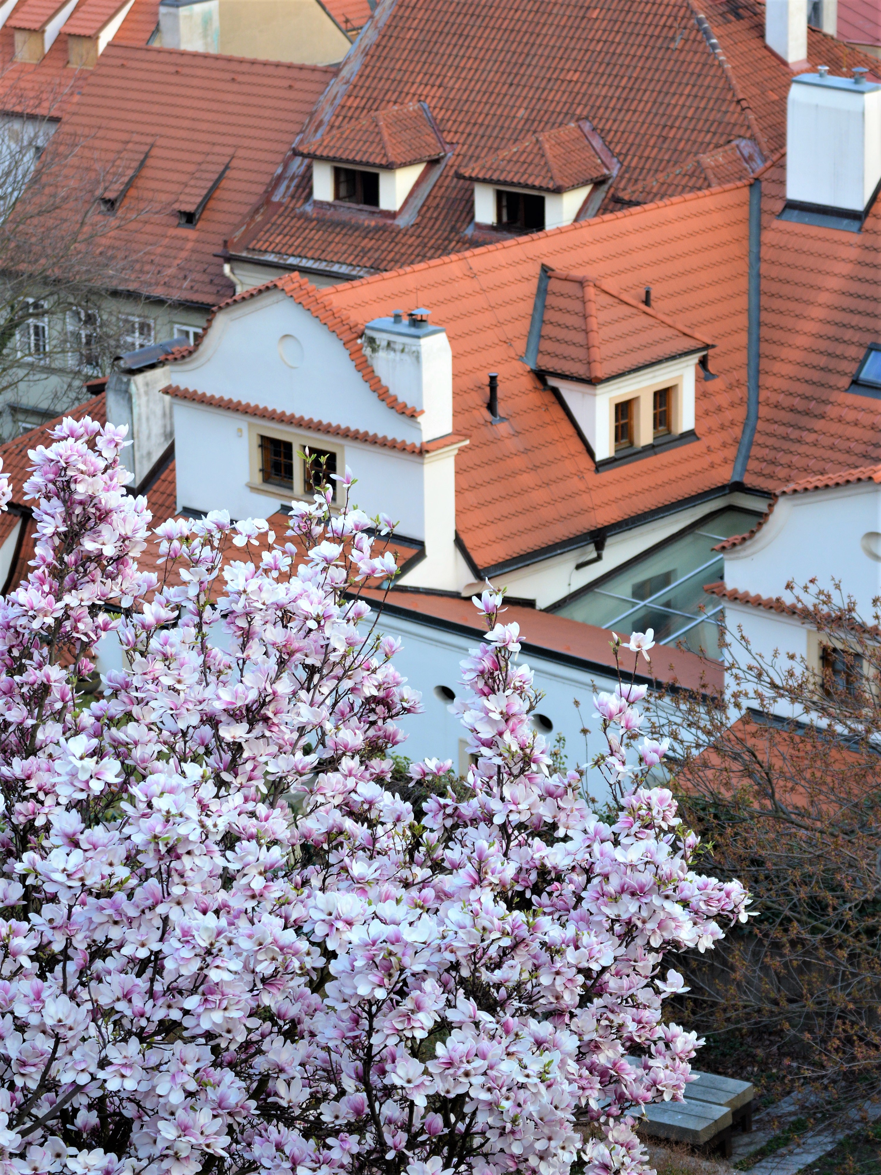 Prague in spring, with blossoming trees